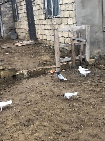 papuqay quş: Tergizme quslar satilir bir qusxana 
250 azn 35 dene qusdu — 4