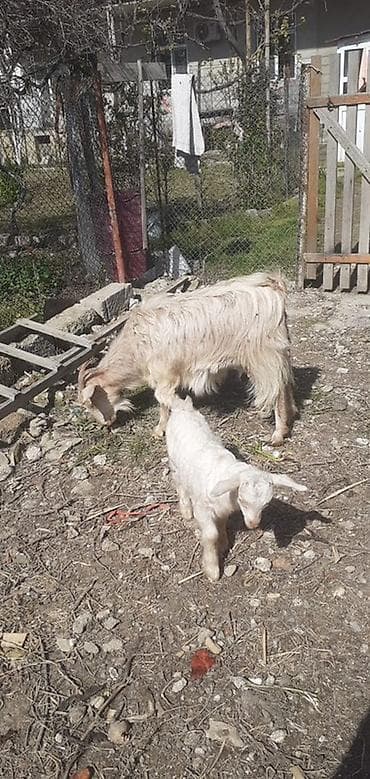 Satılır: Ana keçi və balası - Növ: Yerli keçi - Tərkib: Ana keçi və lalafo.az -da Satılır: Ana keçi və balası - Növ: Yerli keçi - Tərkib: Ana keçi və