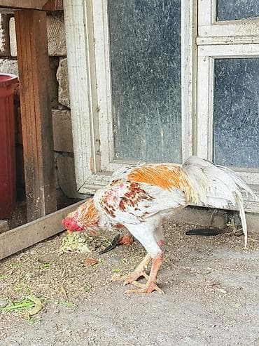 sumatra xoruz: Doşab heyratı satılır 1 delebesi var Məhsul: Xoruz (uzunboyun, oyun — 3