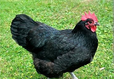 Toyuq, Australorp, Damazlıq, Ünvandan götürmə