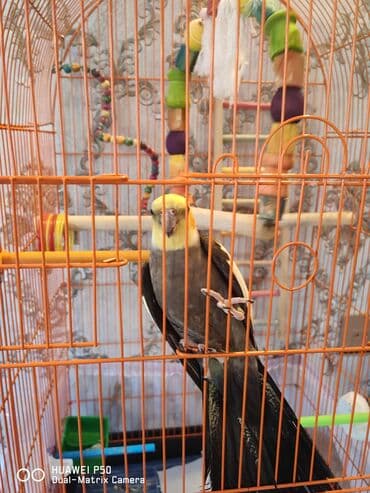 Quşlar: Danışan Korella Qəfəs və aksesuarlarla bir yerdə satılır. Mahnılar — 6
