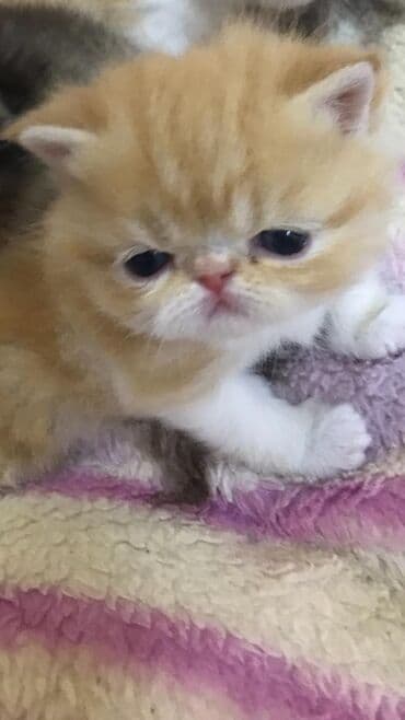 Quşlar: Fars, Erkək, Dişi — 8