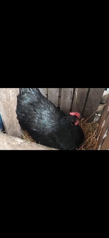 yumurtaliq toyuqlar: Toyuq, Yumurtalıq — 1