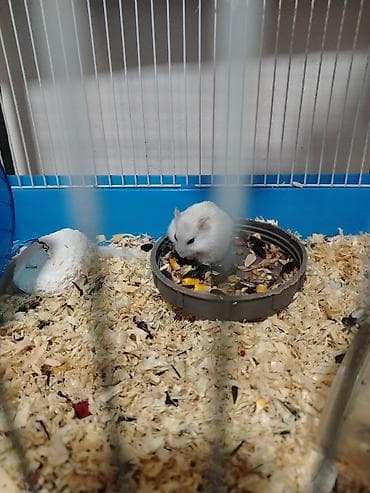 ev iti pudel: Hamster. 4 eded ağ renk qefesle birlikde satlir qewenkdiler — 2