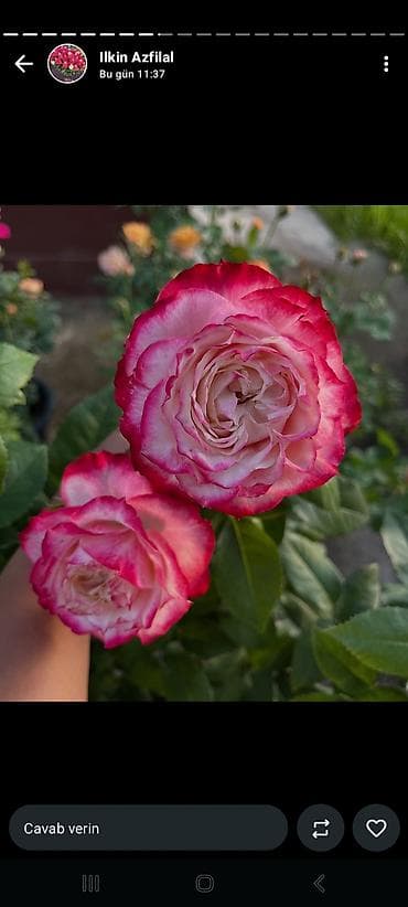 гул: Məhsul: Qızılgül kol gülləri – çoxçeçəkli, dekorativ sortlar Təsvir — 9