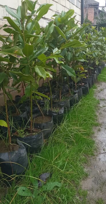 kətan toxumu qiyməti: Bitki: Həmişəyaşıl dekorativ kollar – qara polietilen torbalarda — 1