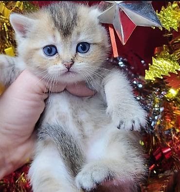 Digər heyvanlar: Şotland yastı qulaq, Erkək, Dişi, Yaxşı əllərə, Ünvandan götürmə, Pulsuz çatdırılma, Ödənişli çatdırılma — 4