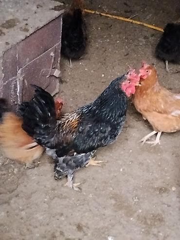 cins keci: Toyuq, Damazlıq — 4