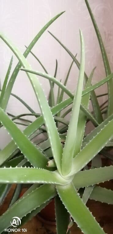 Aloe vera (sukulent dekorativ bitki) - Qabda yetişdirilən, iri və
