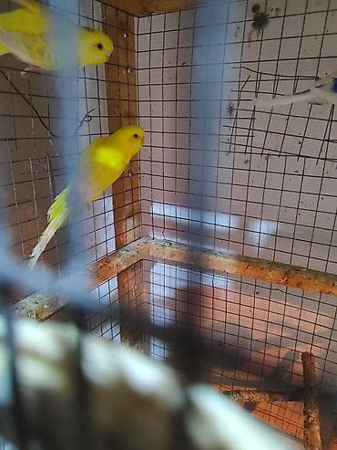 3 ədəd bala vermiş 1 illik dişi papuqay. Cütə qoş bala versin. Cox