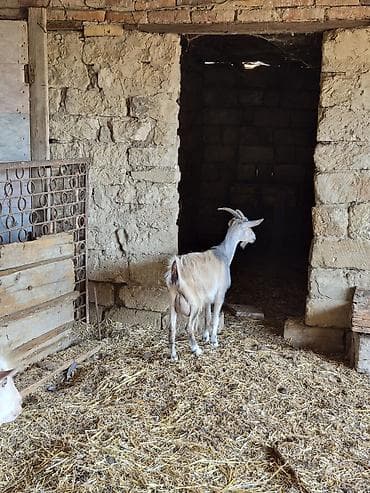 mal qara: Dişi, Alpine, il: 1, Südlük, Damazlıq, Ünvandan götürmə — 3