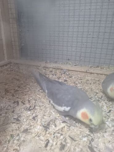 qu quşu: Korellla satılır. Ərkeydi əldən simiçqa yeyir. Ev şəraitində bəsləmək — 3