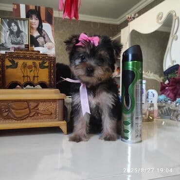 itler bala: Yorkşir teryer — 13