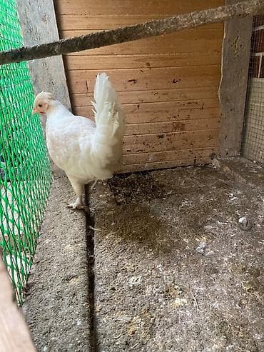 Quşlar: Yaponka təmiz növ 2 ədəd. Barter olar. Tutuquşu Akvarium Bildirçin — 2