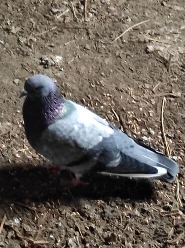 goyerçin: Məhsul: Göyərçin salam çil döş maya satilir, super bala verən sağlam — 6