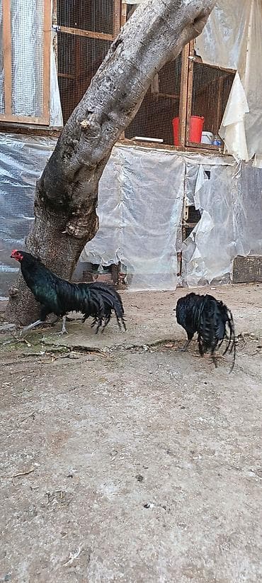 buqelemun satilir: Satılır: Sumatra qara rəngli uzun quyruqlu xoruzlar bir ədədi 80azn — 3