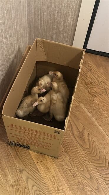 ördək balası və cücə: Məhsul: Ördək balaları 5 eded Təsvir: - Şəkildə göründüyü kimi açıq — 1