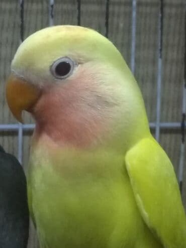 Tutuquşu popuqay fişer nerazlucnik 1-3 aylıq balalar