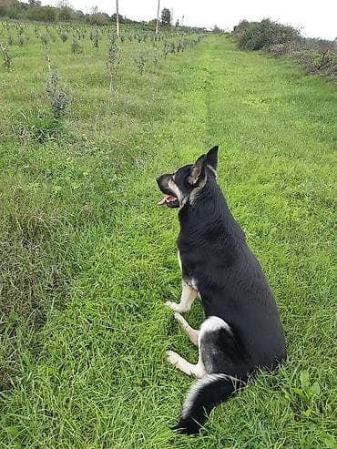 kafkaz çoban iti: Alman çoban iti — 3