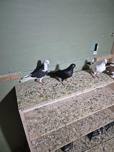 qumru quşu rusca: 1) Qara ağ baş desdə ağ quyruğlar 1 erkəy 1 maya erkəy Masazırda maya — 2