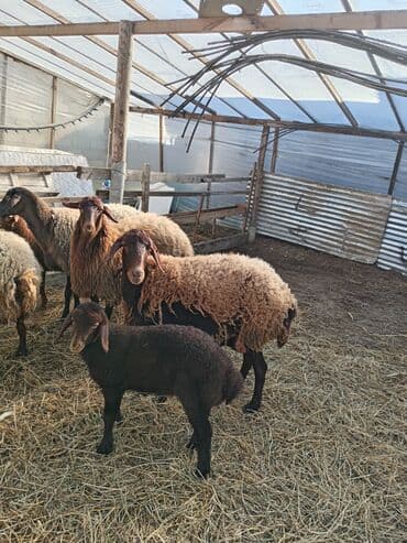 qoyunlar quzular: Dişi, Qala, il: 1, 50 kq, Damazlıq, Ünvandan götürmə — 2