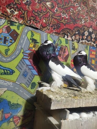 goyercinle: Salam.diqqətlə oxu sonra yaz.hübkariler biri 20 və 30 azn.şişmanlar — 9