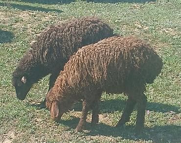 qoyun qoc: Quzu satilir 1 erkey 1 disi 3 ayliqdi — 2