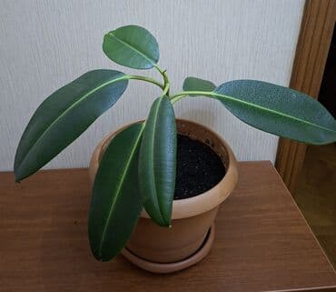 комнатные растения: Фикус каучуконосный или эластика Робуста (Ficus elastica Robusta) — 5
