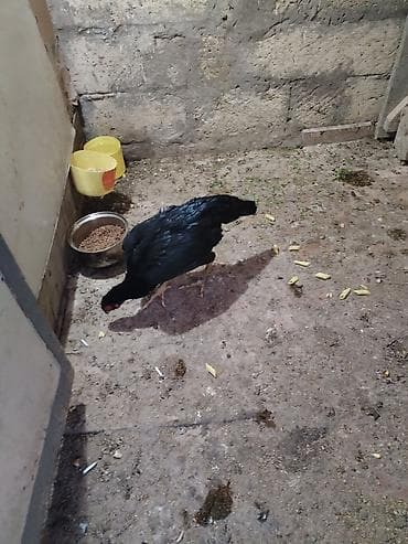 berde mal bazari 2020: Toyuq cücələri, Damazlıq — 5