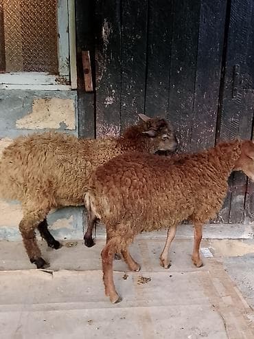 Salam aleykum quzular satılır ağ baş 290 manat o biri 330 manat