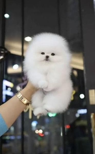 mini yorka: Şpitz, 2 ay, Erkek, Peyvəndli — 1