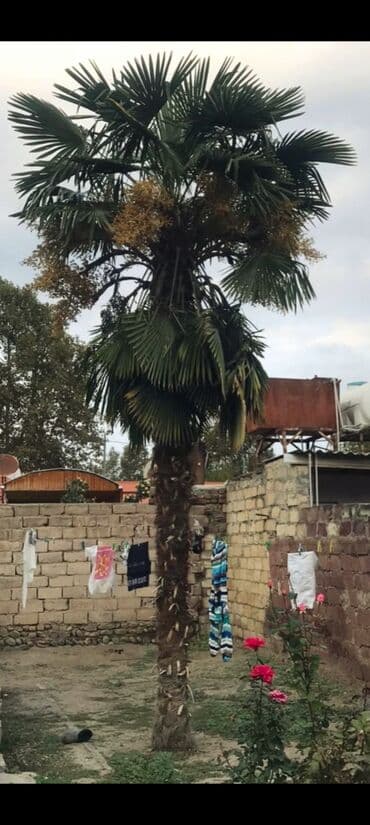 ağaç: Dekorativ palma ağacı – Trachycarpus (ventilator yarpaqlı) - Hündür — 1