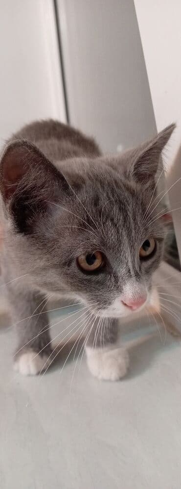 возьму котенка в добрые руки: Şotland, Yaxşı əllərə, Ünvandan götürmə — 2