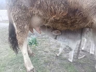 1 aylık doberman: Mor ağqulaq sortu yanibali inəkaltındaki balasi 3-cü balasıdır — 2