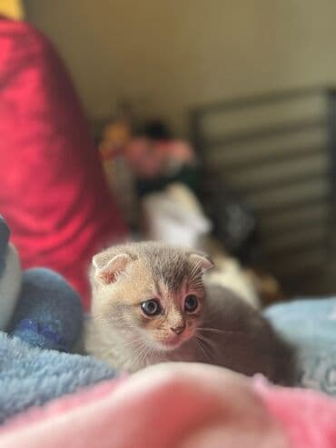 şotlan pişik: Şotland yastı qulaq, Erkək, Dişi, Yaxşı əllərə, Ünvandan götürmə, Pulsuz çatdırılma, Ödənişli çatdırılma — 97