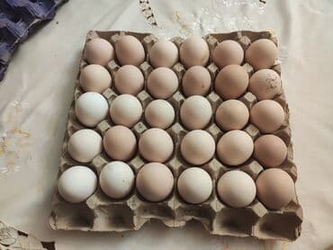 dəvəquşu yumurtası qiyməti: Avstralop yumurtaları İnqibator üçün. ideal çıxış verir. təmiz qandır — 4