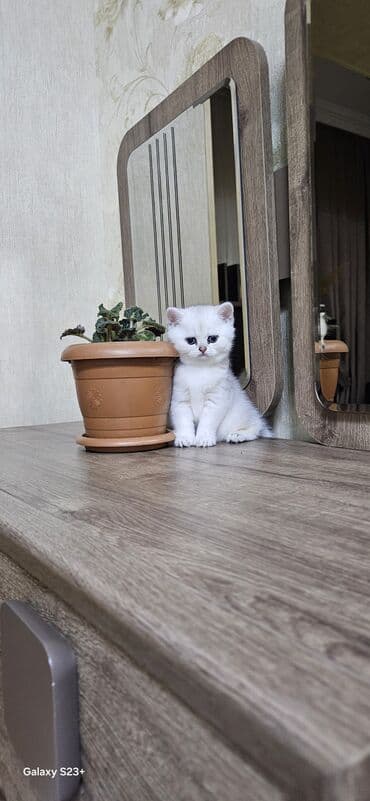 Digər heyvanlar: Şinşilla, Erkək, Yaxşı əllərə, Ünvandan götürmə — 10