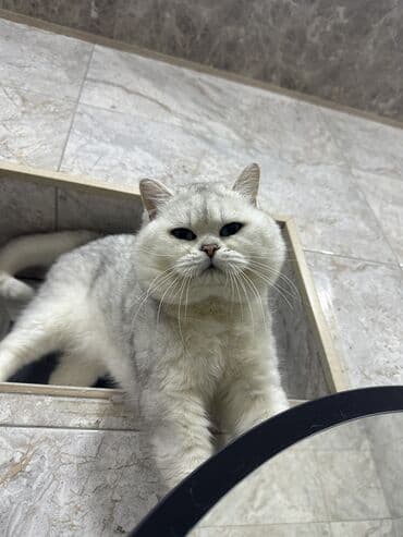 pişik cütləşmə: Britan, Erkək, Cütləşmə üçün — 2