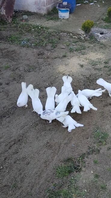 tap az goyercin satisi: Enniquyruğlar satılır. Hazır Cütlərdə var təklərdə biri 15 manat sec — 4