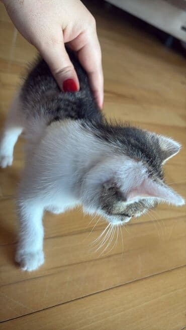 возьму котенка в добрые руки: Yaxşı əllərə — 3
