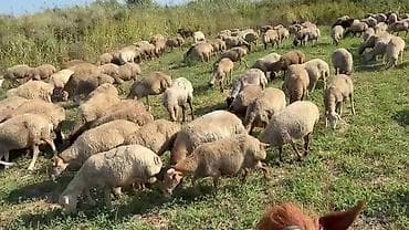 Dişi, il: 1, Damazlıq, Pulsuz çatdırılma