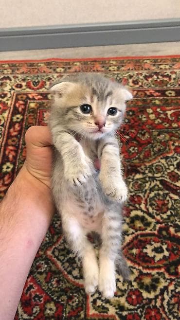 cutlesdirmek ucun pisik: Şotland yastı qulaq — 2