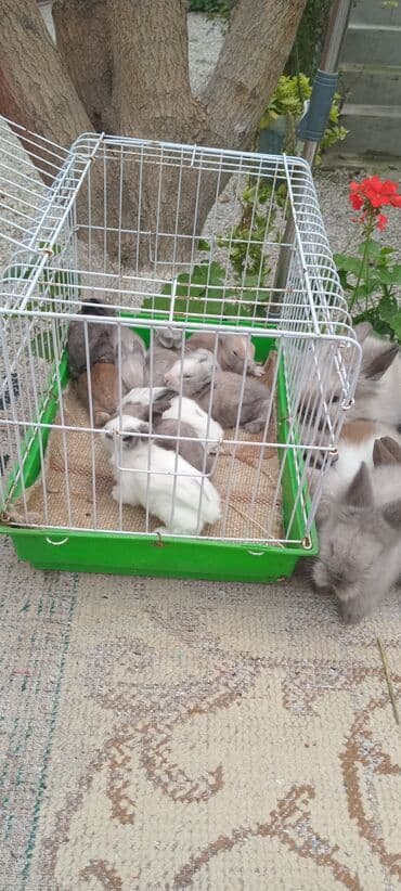 karlık dovsan: Məhsul: Angora tipli uzun tüklü dekorativ dovşan balaları — 5