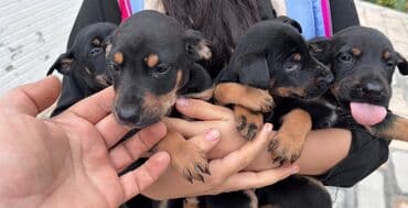 itlerin adlari: Doberman, 3 ay — 1