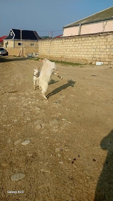 qaz şəkili: Ağ sanin iki gənc keçi reyal alıcıya endirim olacaq - Cinsi: sanen — 4