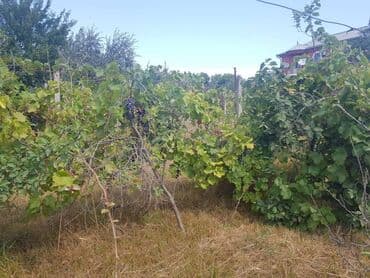 ferma torpaq: 24 sot, Tikinti, Makler, Kupça (Çıxarış) — 9