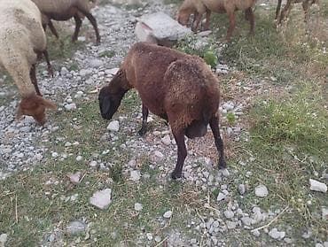 ev seraitinde cuce saxlamaq: Dişi, il: 3, Damazlıq, Ünvandan götürmə — 2