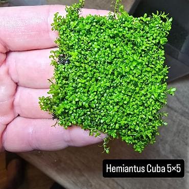 Hemianthus Cuba 5×5 – akvarium üçün xalçaeffektli bitki parçası. -