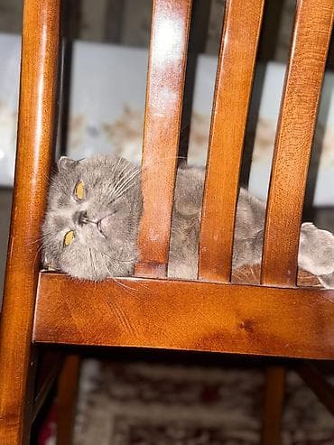 Собаки: PULSUZ CUTLESHME!! 2 BALA QARSHILIGINDA. Şotland qıvrımqulaq — 5