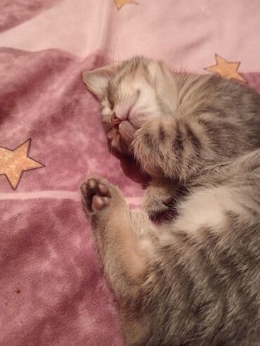 Pişiklər: Britan, Dişi, Yaxşı əllərə, Ünvandan götürmə — 5